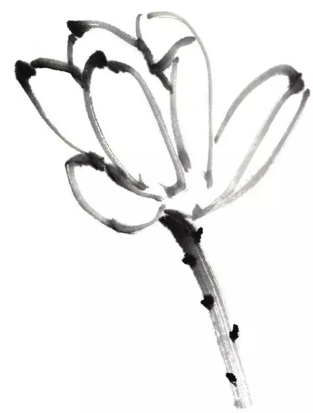 白描荷花的画法图片,如何画荷花国画白描