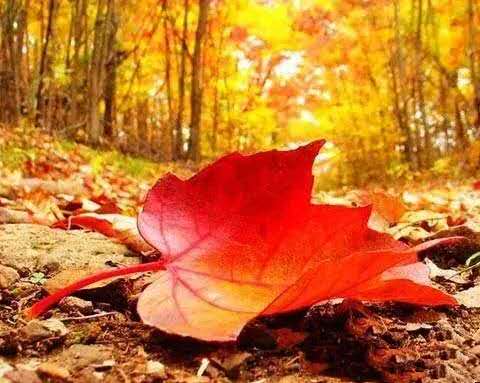 一恍惚就到了秋天,一梦醒来便是秋天