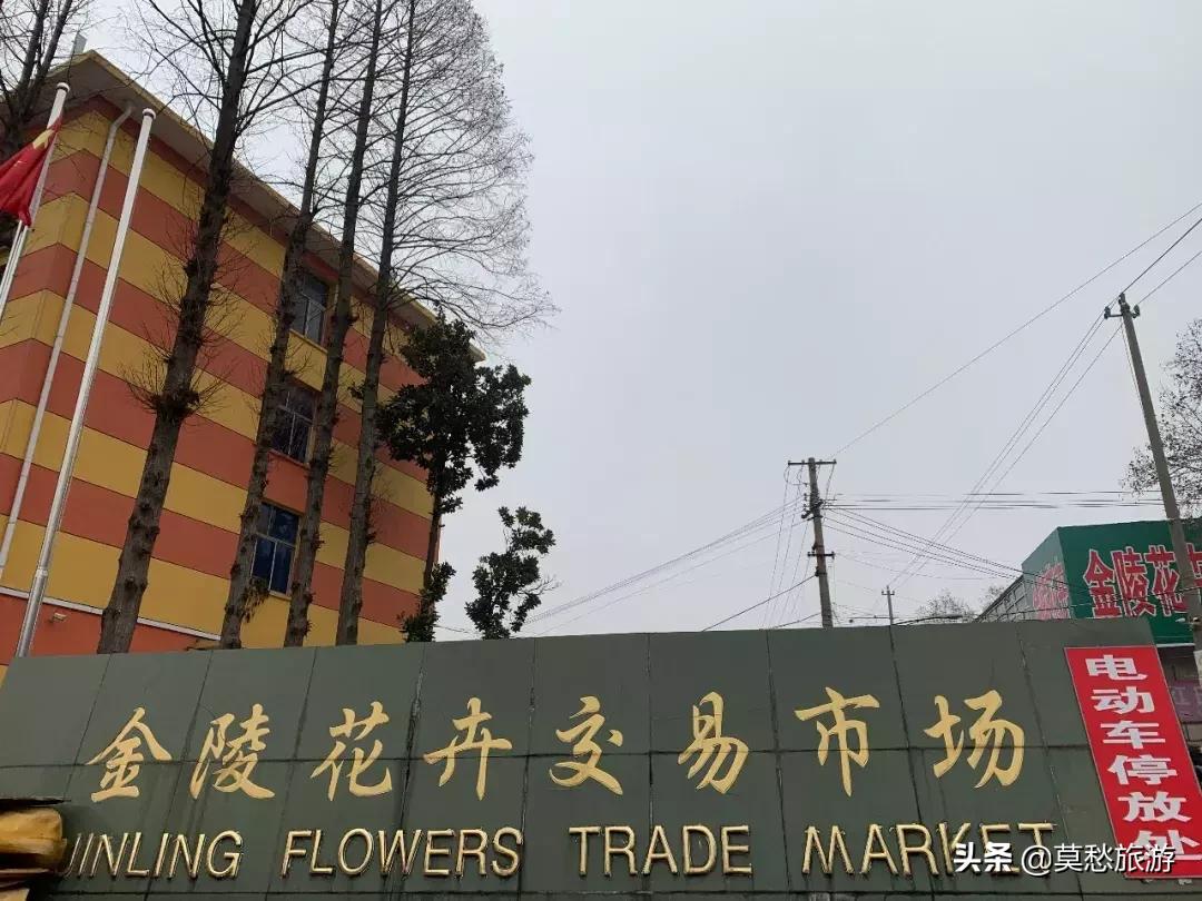 南京最大的花卉市场在哪里,南京最大花卉市场在哪里