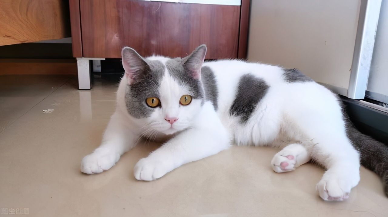 猫咪中暑后如何治疗,猫咪中暑昏厥怎么救