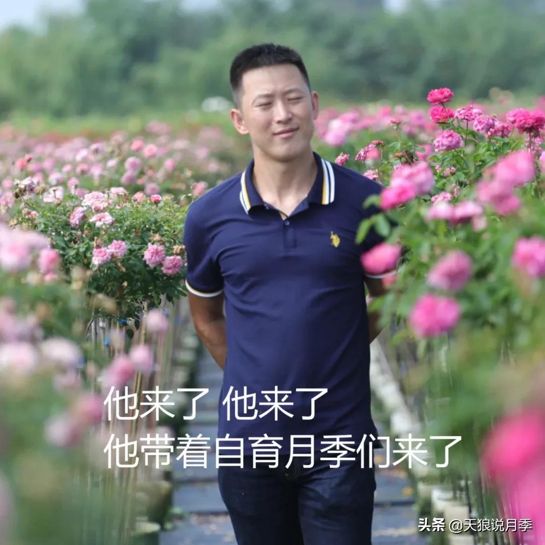 人家最美四月天，天狼自育终于打折了！15个品种供你宠信。