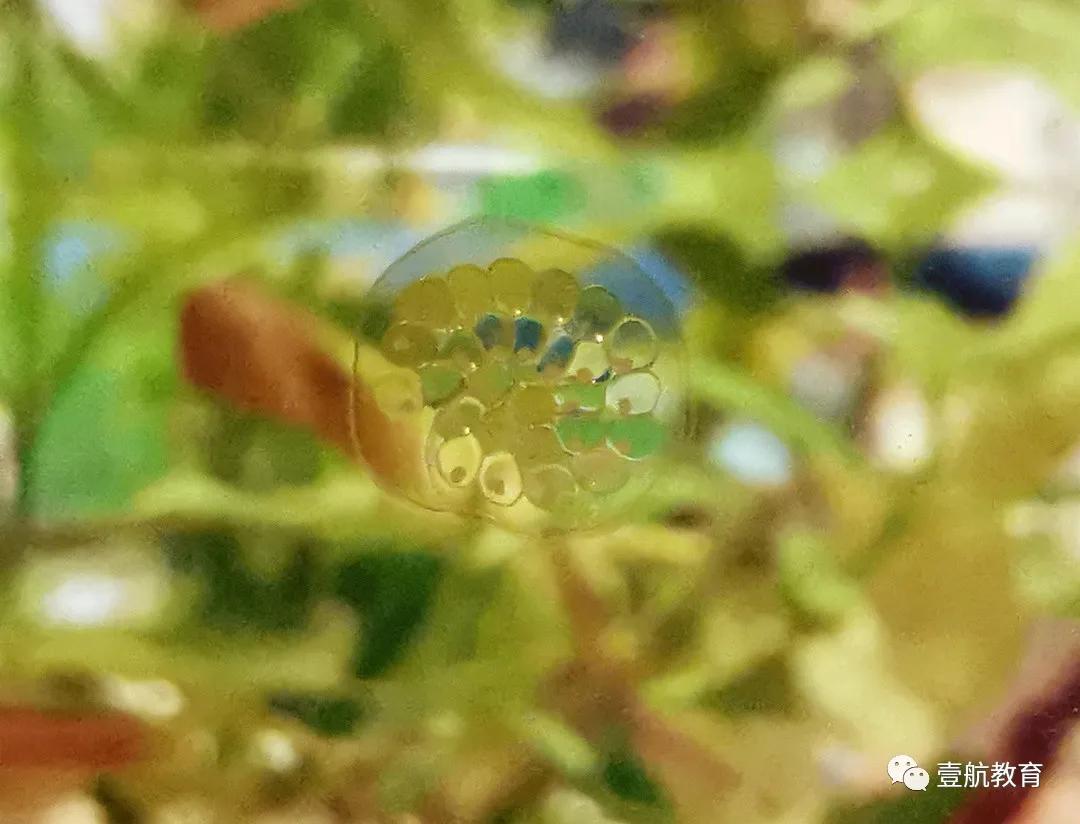 苹果螺怎么养着养着就只剩下壳了,苹果螺怎么保持颜色