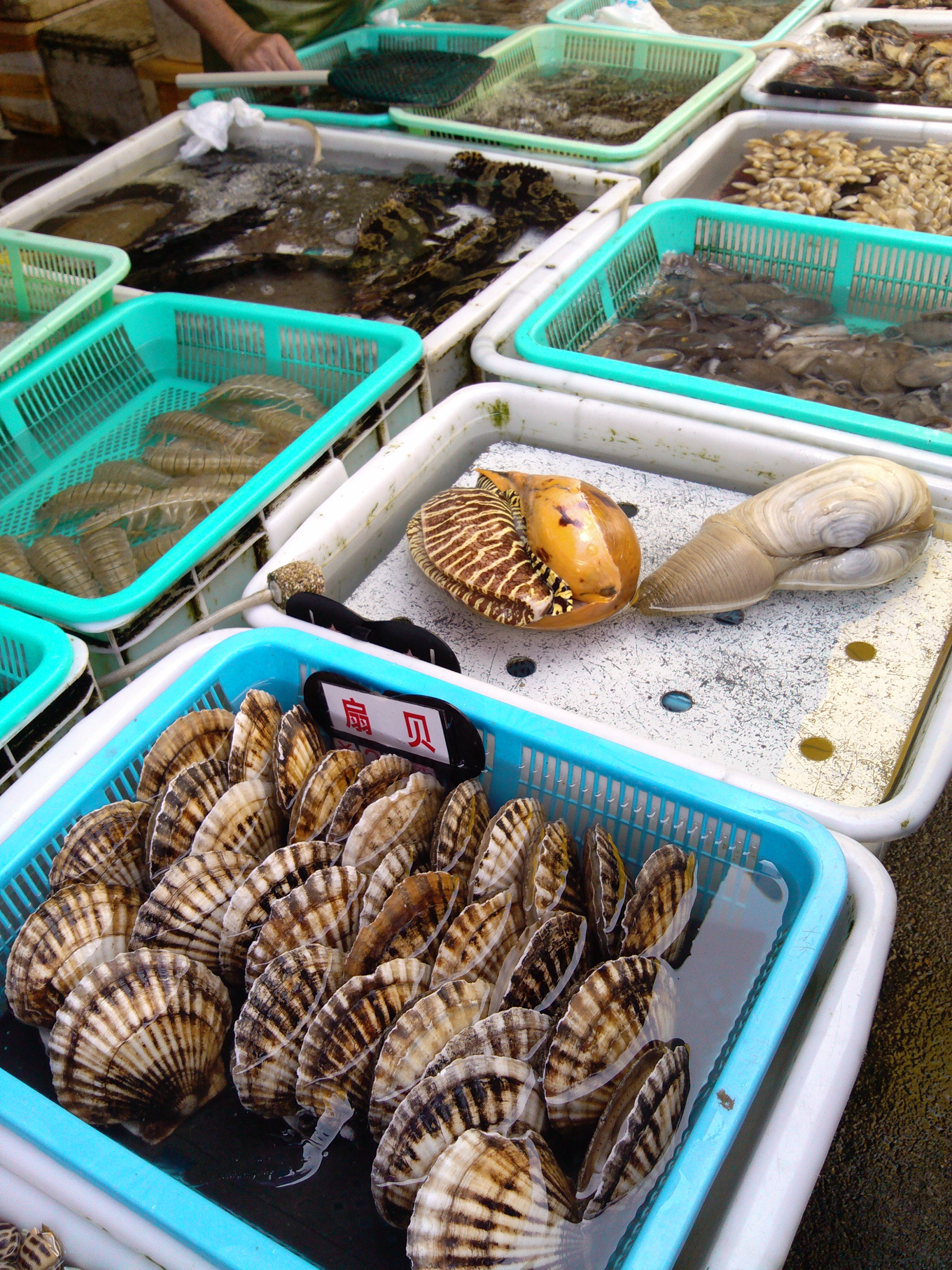 珠海海鲜游,珠海澳门环岛游时间表