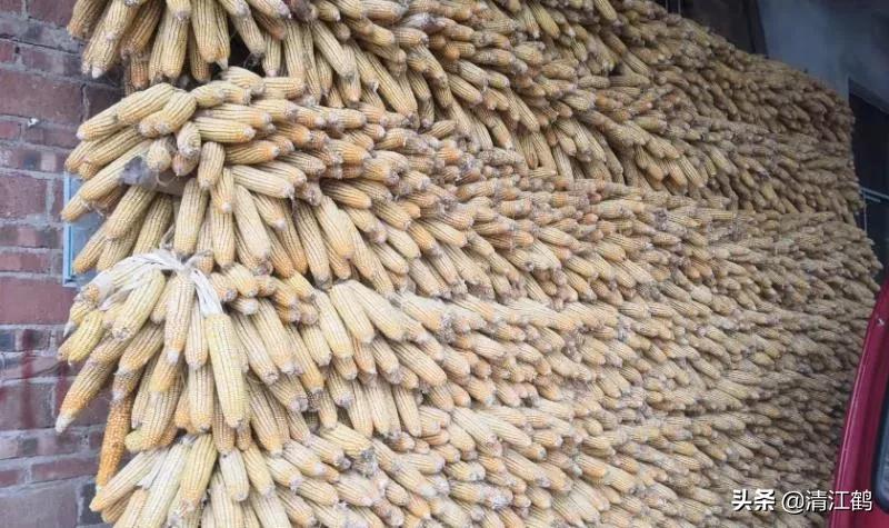 种子质量标准包括哪些,种子质量有问题造成减产怎么处理