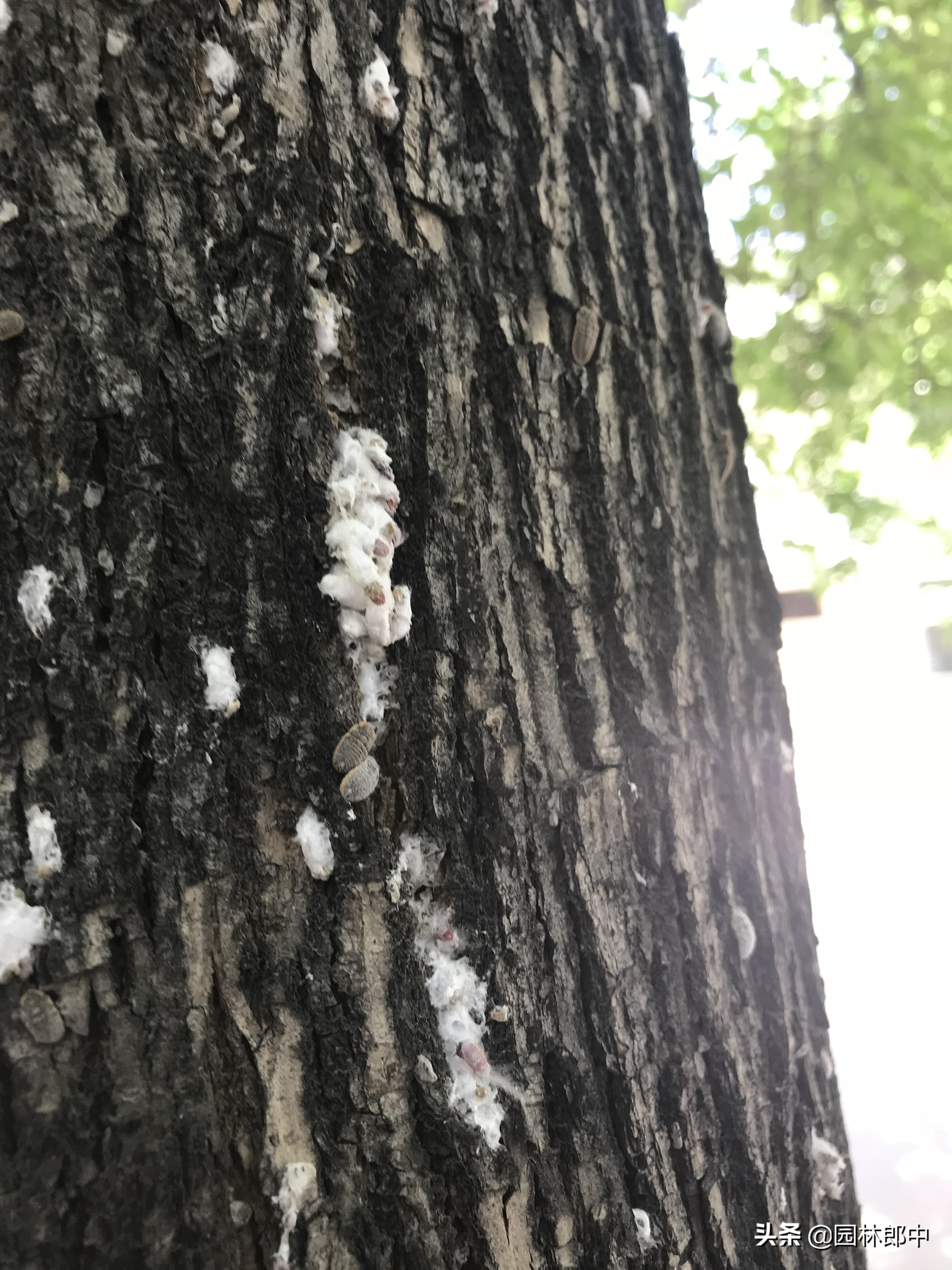 草履蚧防治月份,草履蚧壳虫防治