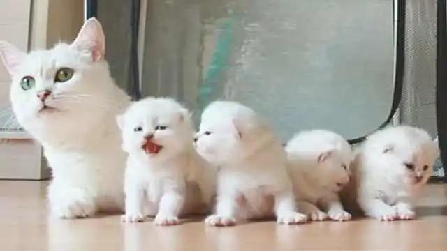 喵星人眼睛肿了,猫咪怎么得眼疾