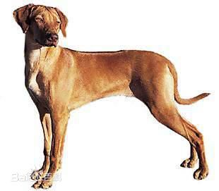 性格温顺的大型犬品种,宠物狗大型犬都有哪些品种