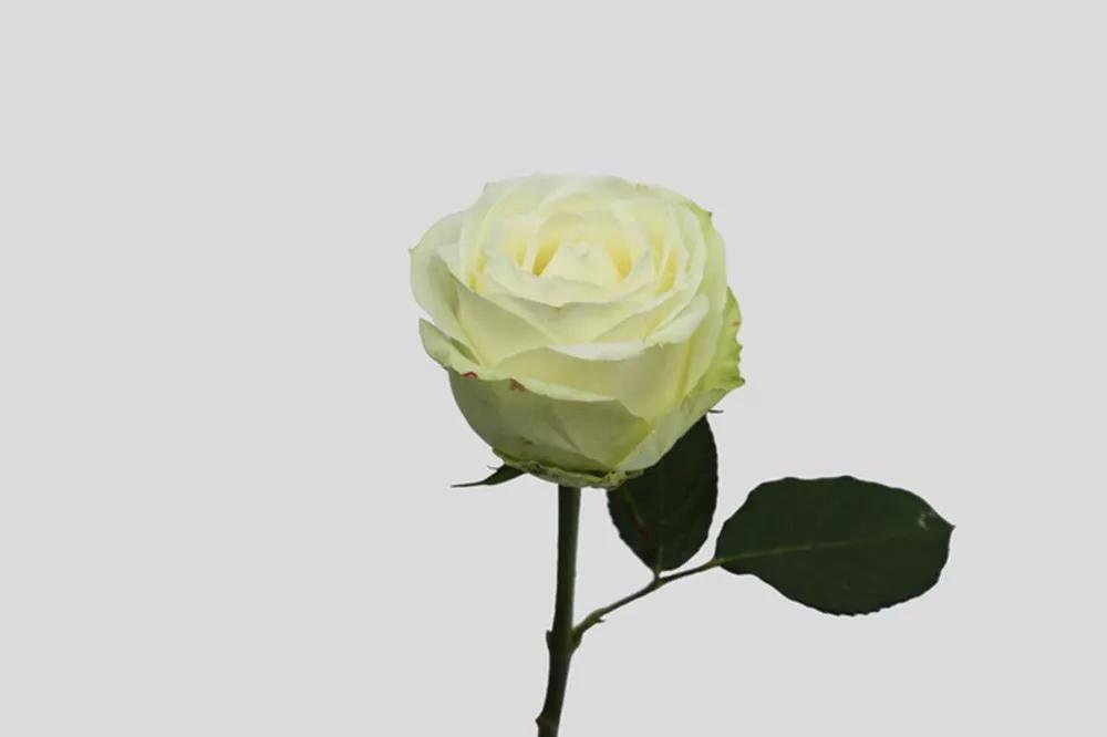 花店必备的5款玫瑰,鲜花图鉴一次性认识30种玫瑰花