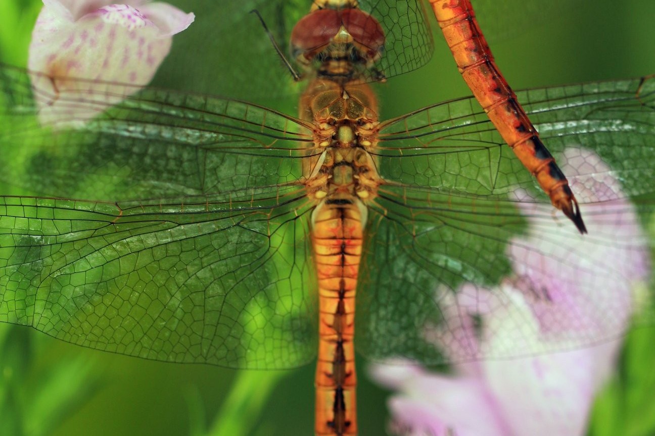 蜻蜓幼虫的各种种类,蜻蜓各种品种都叫什么名字