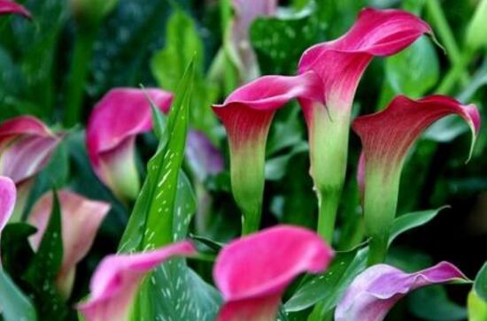 马蹄莲是否有毒呢能养在家里吗,室内养殖马蹄莲有毒吗