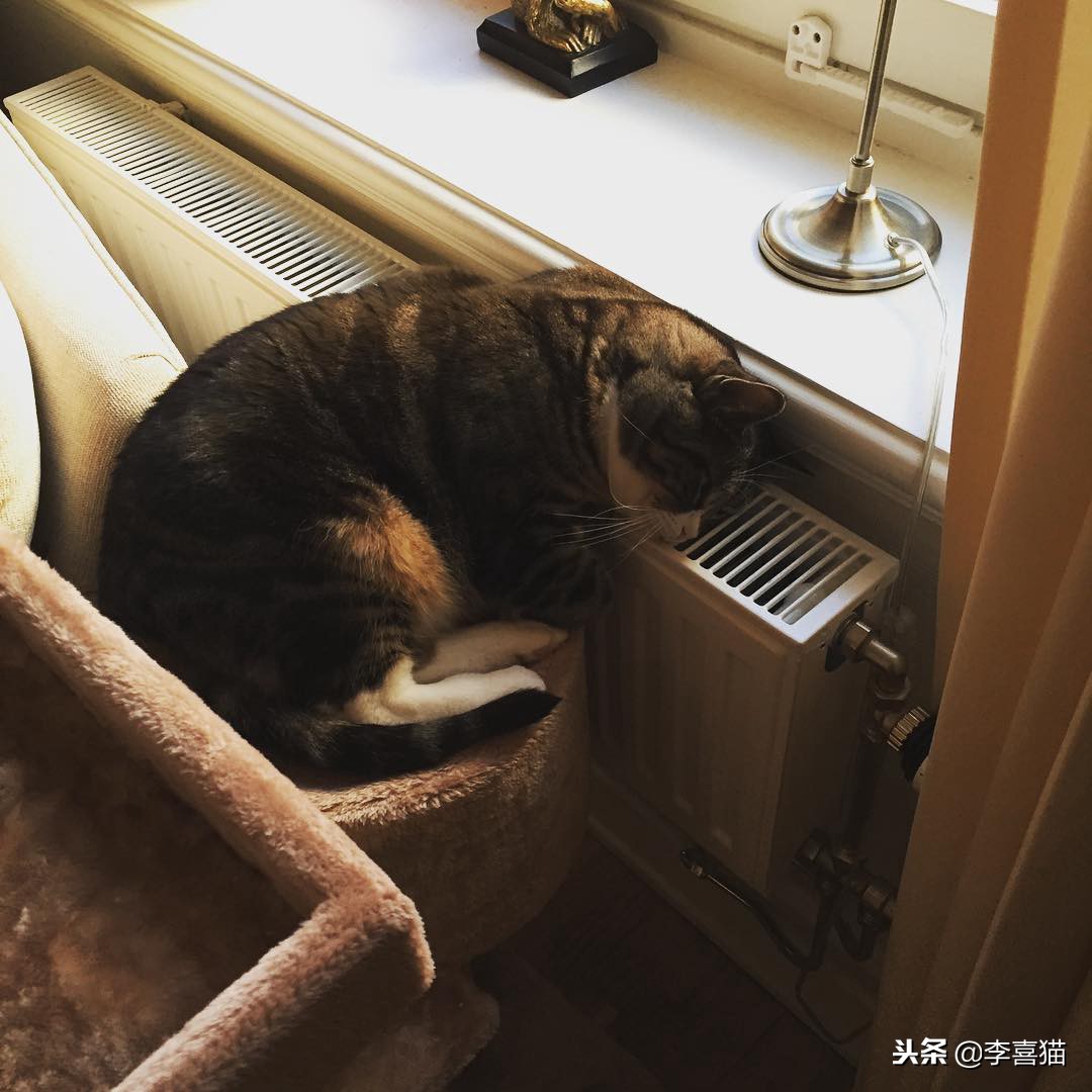 冬天到了铲屎官应注意些什么,铲屎官春季注意事项