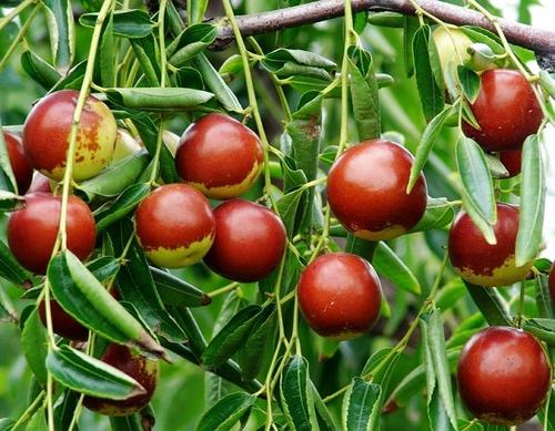 大荔冬枣脆甜多汁,陕西大荔冬枣脆甜爽口2斤装