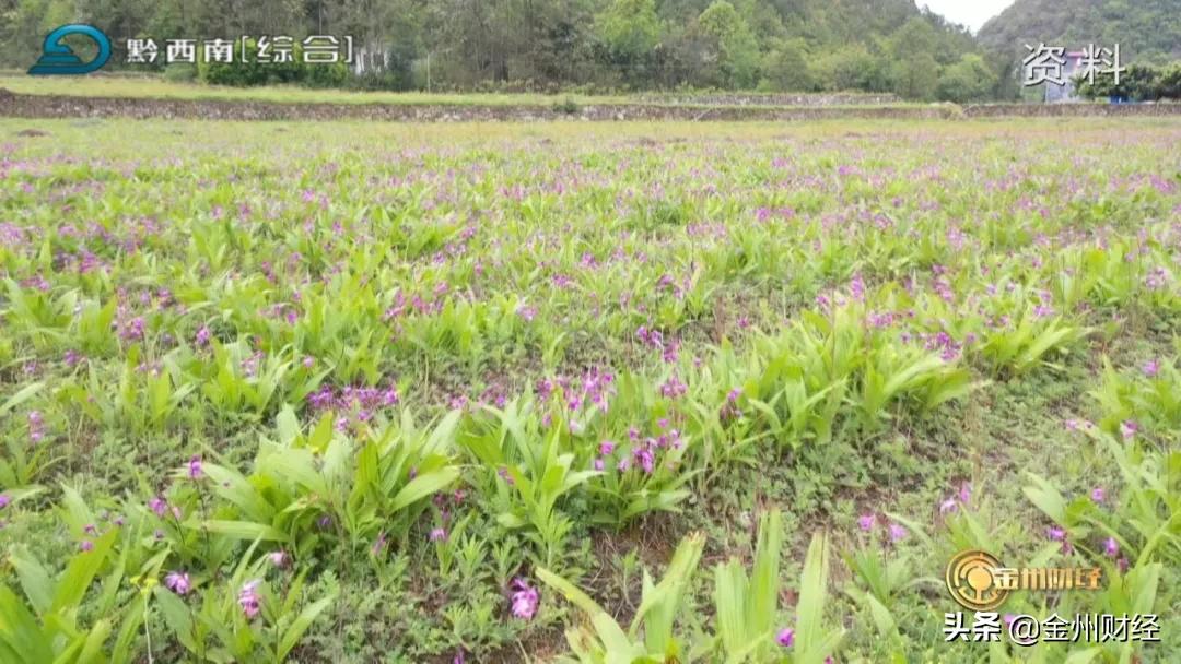 「财富故事」安龙:5000亩白及喜获丰收亩产达6000斤