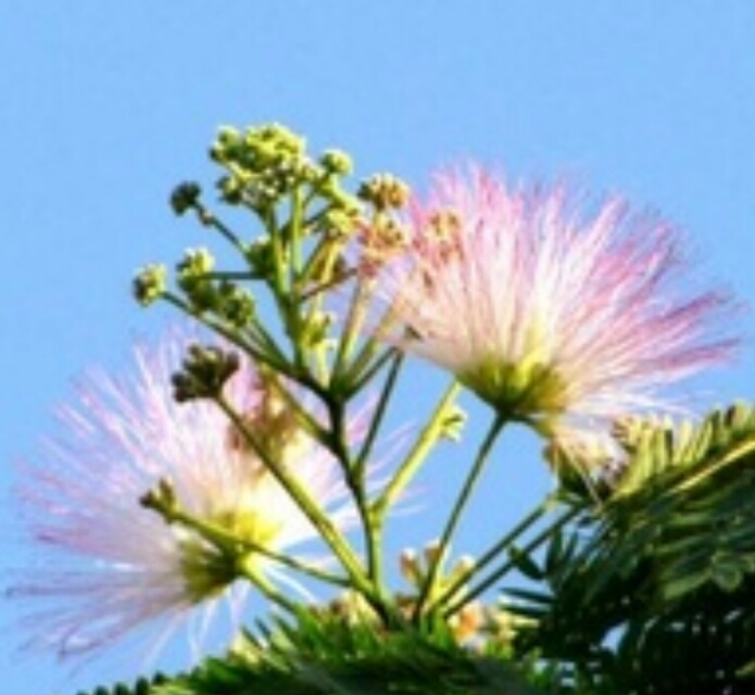 *欢合**花：花美叶美、有色有香的*欢合**花，管理与栽培