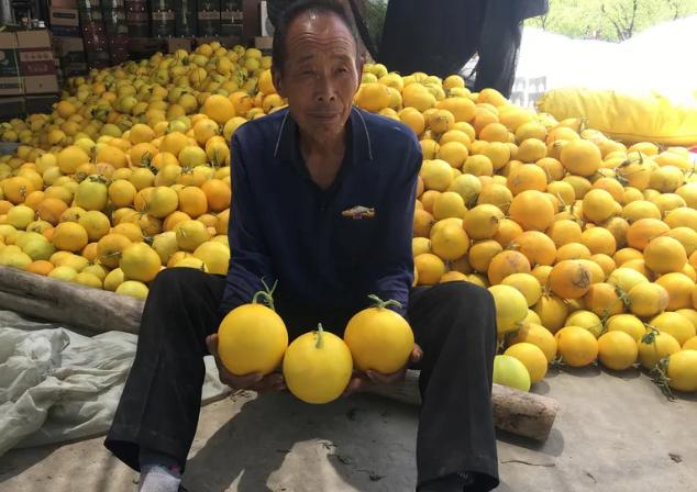 30万斤黄金蜜瓜卖不动！这甜蜜的烦恼，让散户果农们苦不堪言