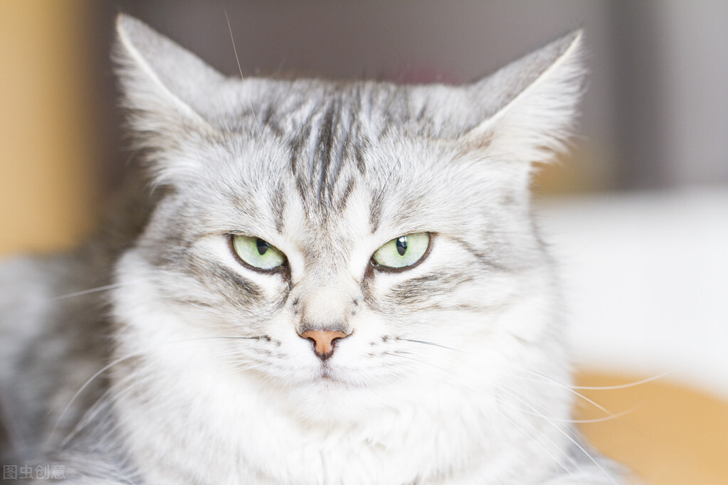 猫咪的驱虫药可以驱什么虫,铲屎官必备驱虫攻略