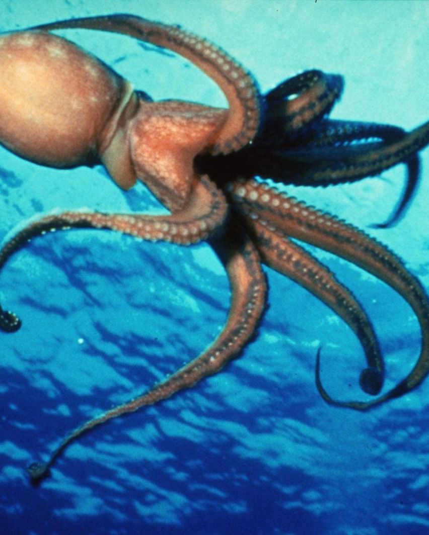 章鱼是通过哪种方式繁殖后代,章鱼的繁殖过程