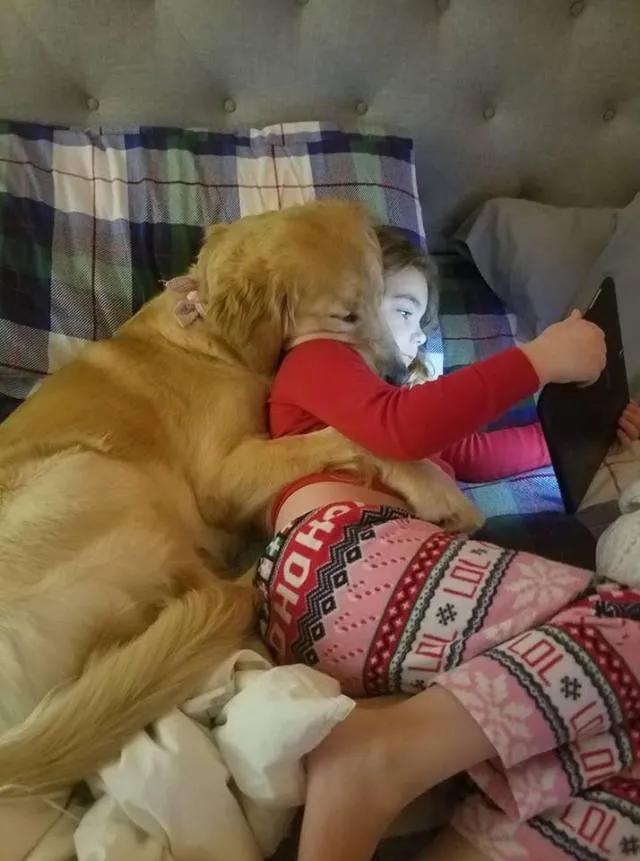 大金毛不听话怎样训练,大金毛根本不听话怎么办