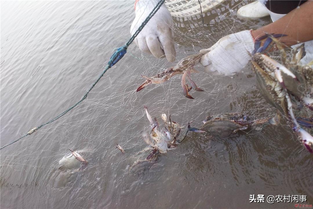 螃蟹好养吗利润怎么样,螃蟹好养吗