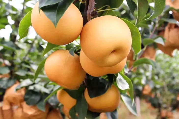 梨子界中的“扛把子”，越低调越红！咬一口就爆汁，一水的甜呀