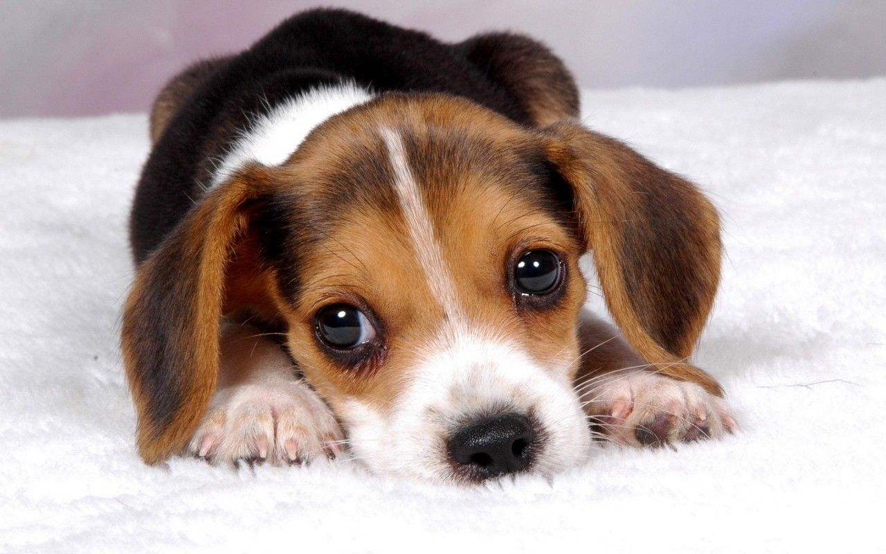 不遛狗有什么坏处,不遛狗危害