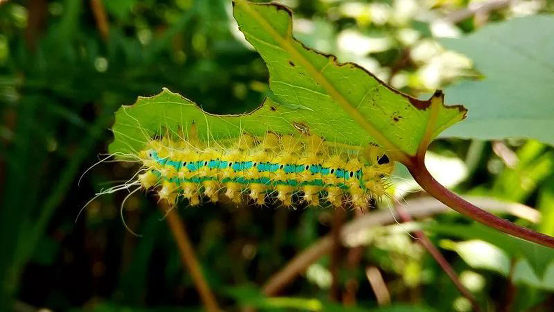 我被洋辣椒蛰了怎么办,被洋辣子蜇后该怎么办