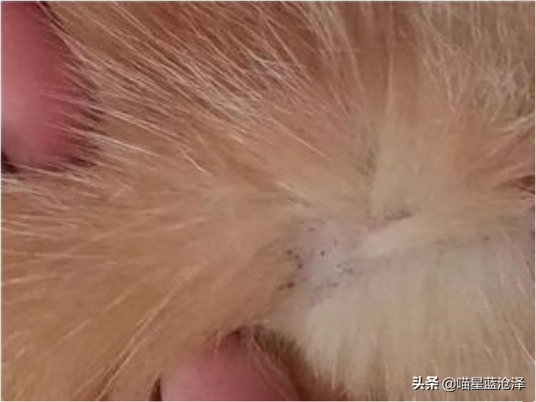 幼猫养护知识大全,幼猫驱虫的注意事项