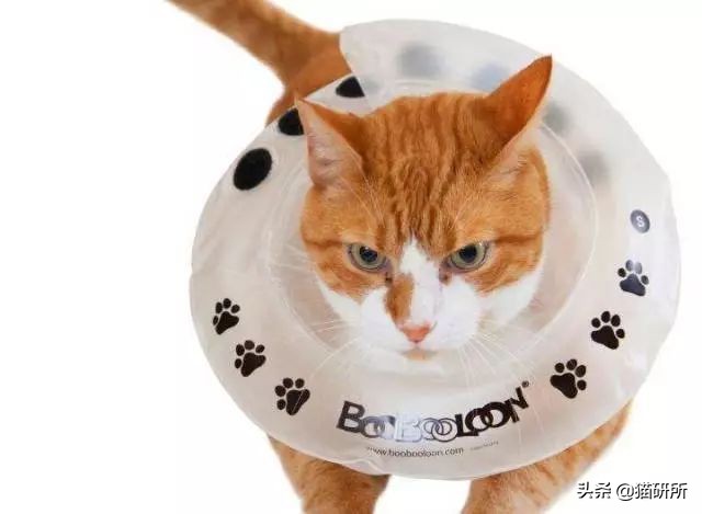 伊丽莎白圈猫咪,伊丽莎白圈有危险吗