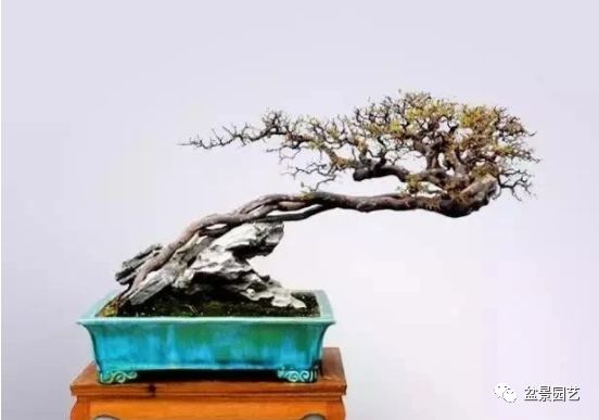 有哪些经典盆景树种,最值得收藏的六种盆景树种是哪些