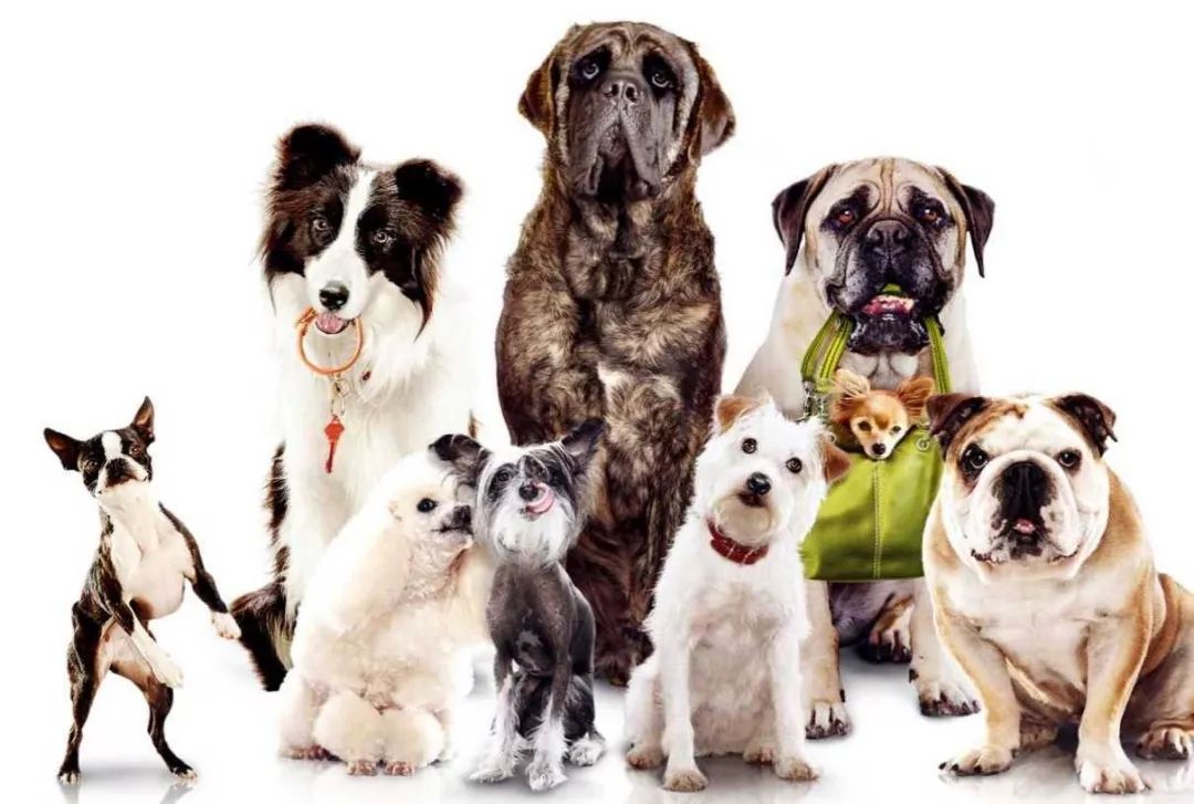 瞧这个狗搞笑视频,你瞧这条狗原版视频