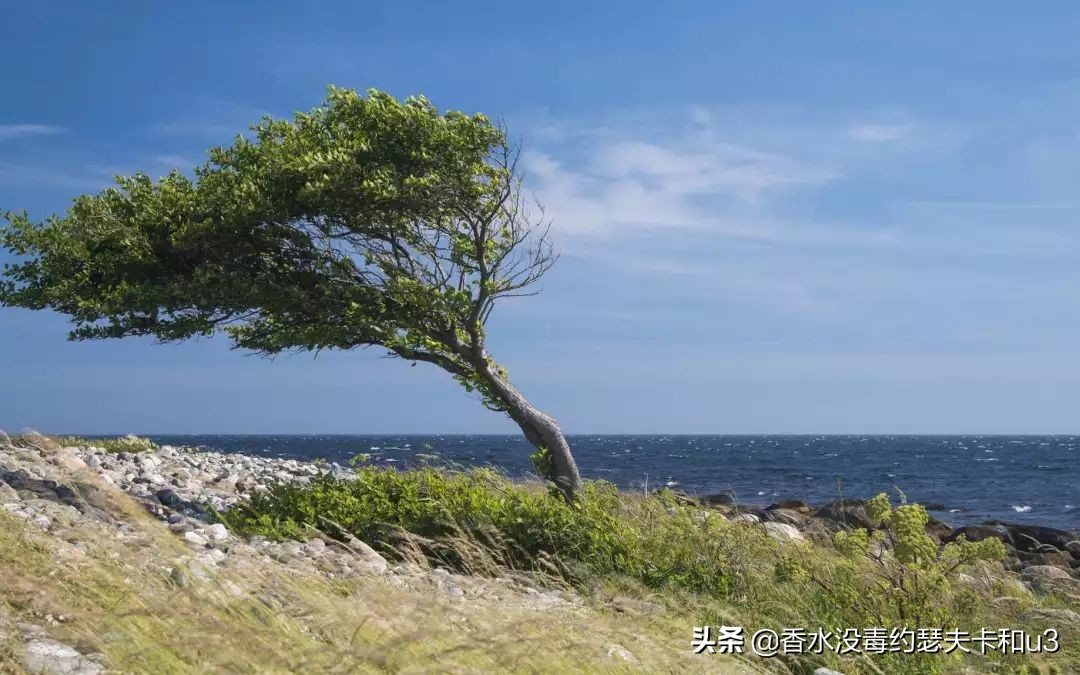 清冷冷淡风香水男款大牌香水推荐,香水推荐春风十里