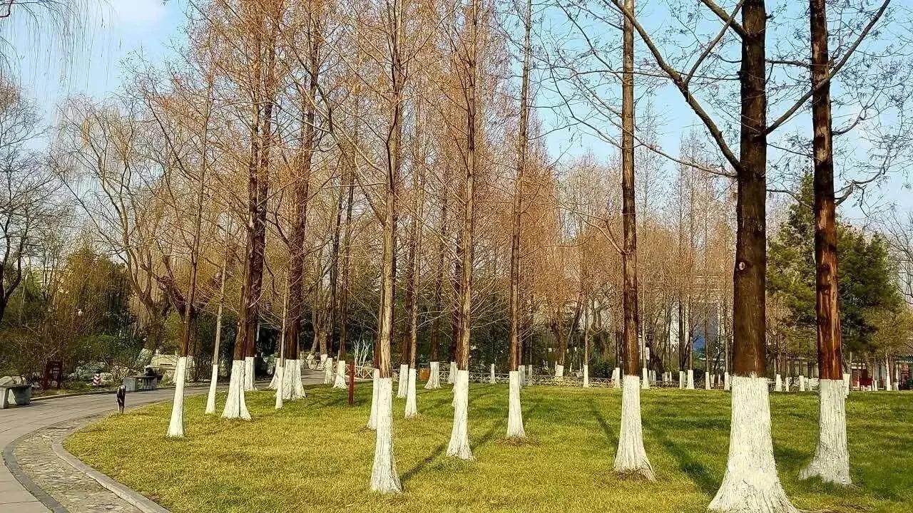 冬之树木，像不像十月怀胎的母亲～冬日随想