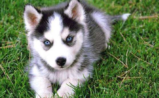 狗狗拆家屡教不改反而更过分,狗狗拆家最简单方法