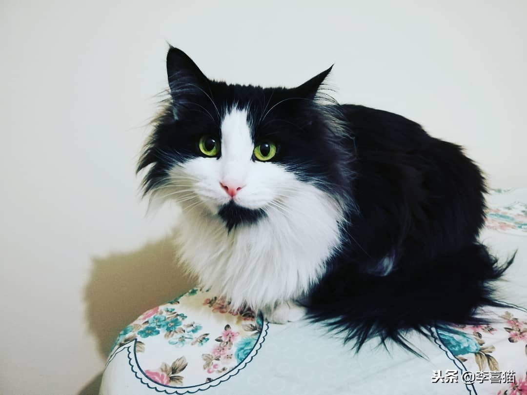 铲屎官出门后猫咪都在想什么呢,铲屎官准备外出