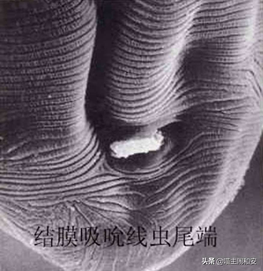 猫眼睛红肿流眼屎用什么药,猫眼睛里有红血丝眼屎多