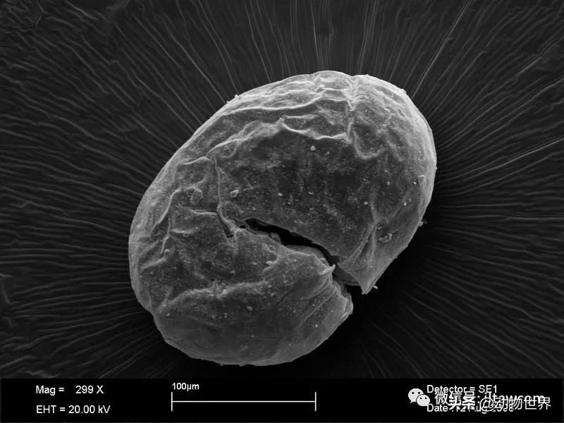 消灭入侵红火蚁,红火蚁入侵完整版