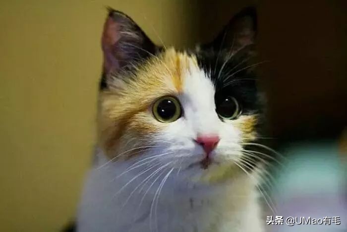 胖橘猫和黑猫,橘猫黑猫白猫哪个最可爱