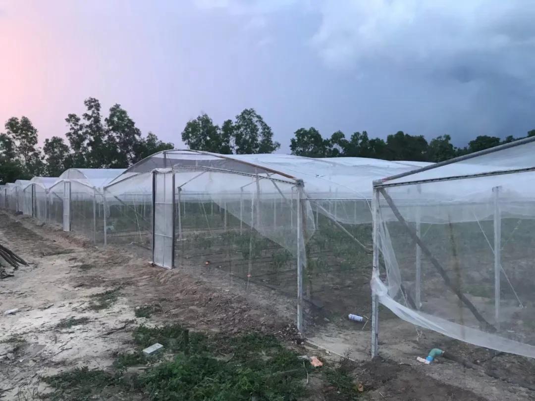 他从老师转行到柬埔寨当“农民”，2次从零开始，如今终见希望