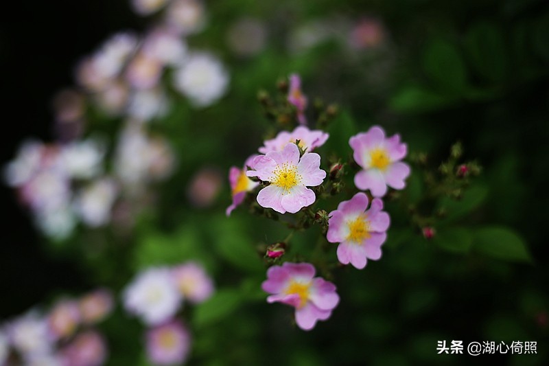 光圈焦距与景深虚化效果,焦平面和景深