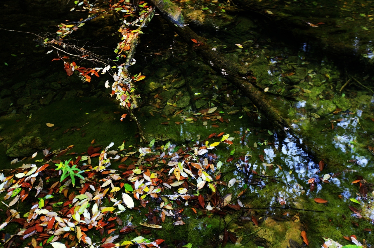 金秋野花沟在哪里,金秋野花沟照片