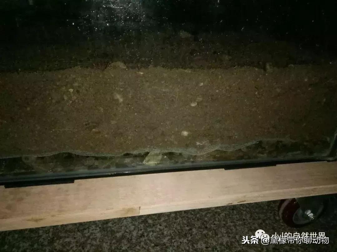 丛林造景黄缘龟池设计图大全,龟宝宝黄缘龟生态缸造景教程