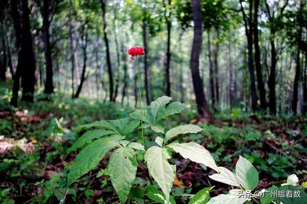 99%的长春人都没吃过的美食,99%的人没吃过的美味