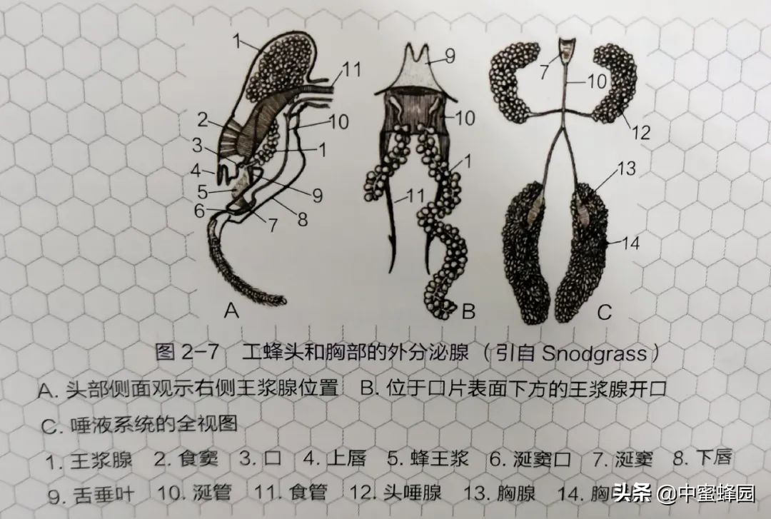 蜂王浆养生知识,科普蜂王浆的功效及临床试验研究