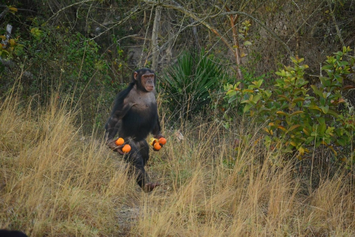 黑猩猩为什么吃掉幼崽,母猩猩咬死幼崽的原因