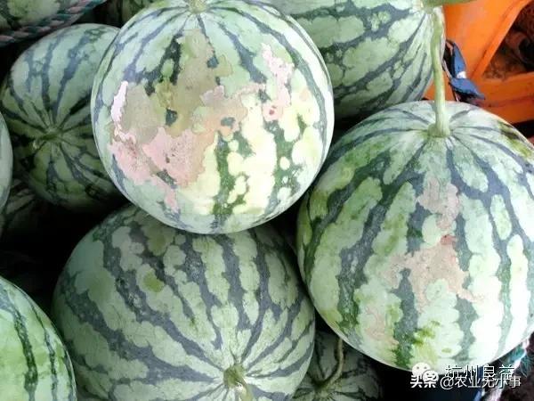 新版西瓜病虫害解决方案,2020西瓜病害视频
