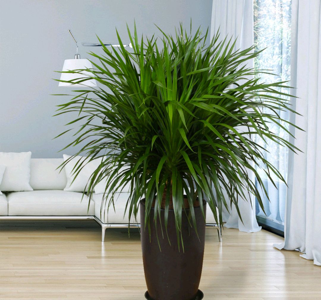 适合阳光暴晒的观叶绿植,适合室内养的高端观叶绿植