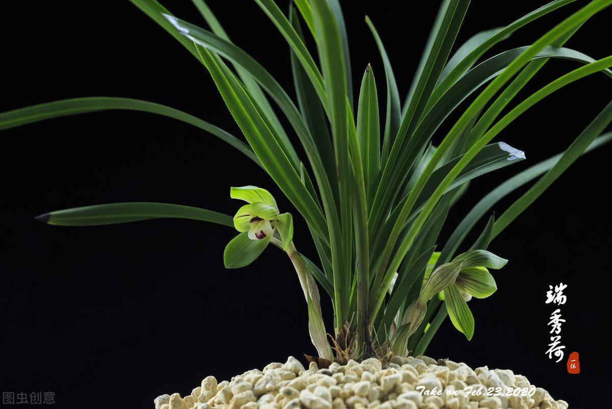 那些令人赞叹的庭院花卉,5种庭院生活方式的花卉