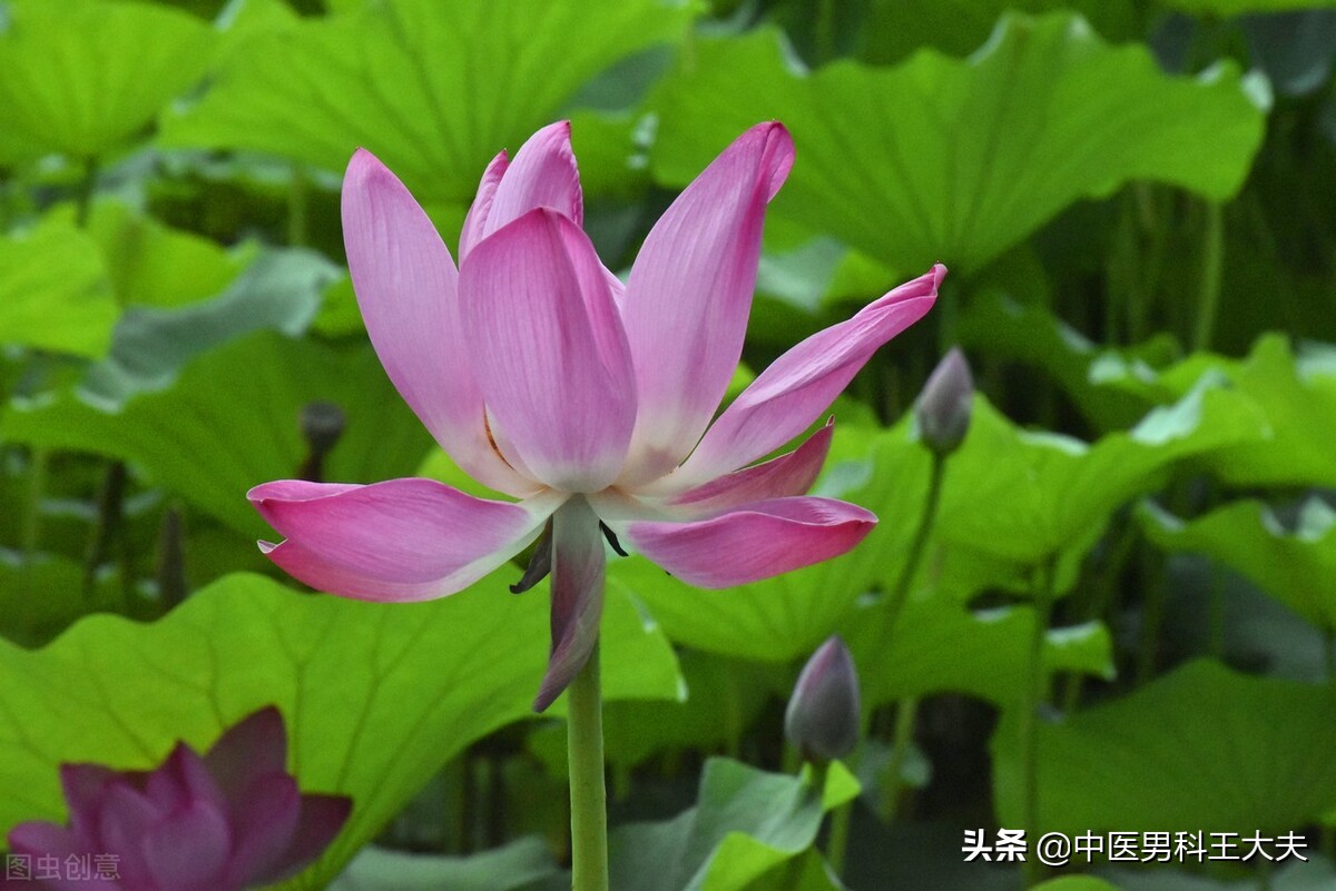 精索静脉曲张是肝肾两虚导致吗,精索静脉曲张对肾有什么坏处