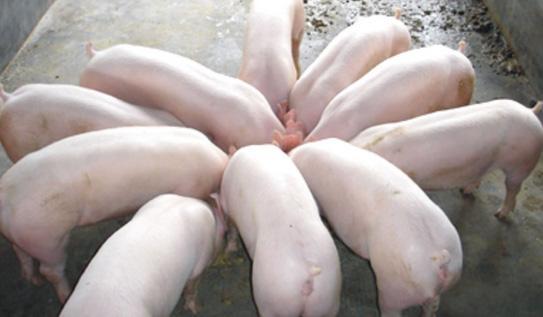 仔猪腹泻的最佳解决方法,仔猪腹泻的原因及解决方法
