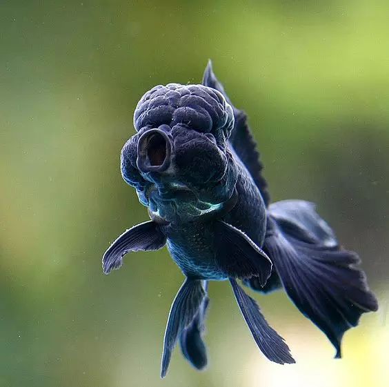 这些五彩斑斓的金鱼养眼又养心,最美的观赏金鱼值得一看